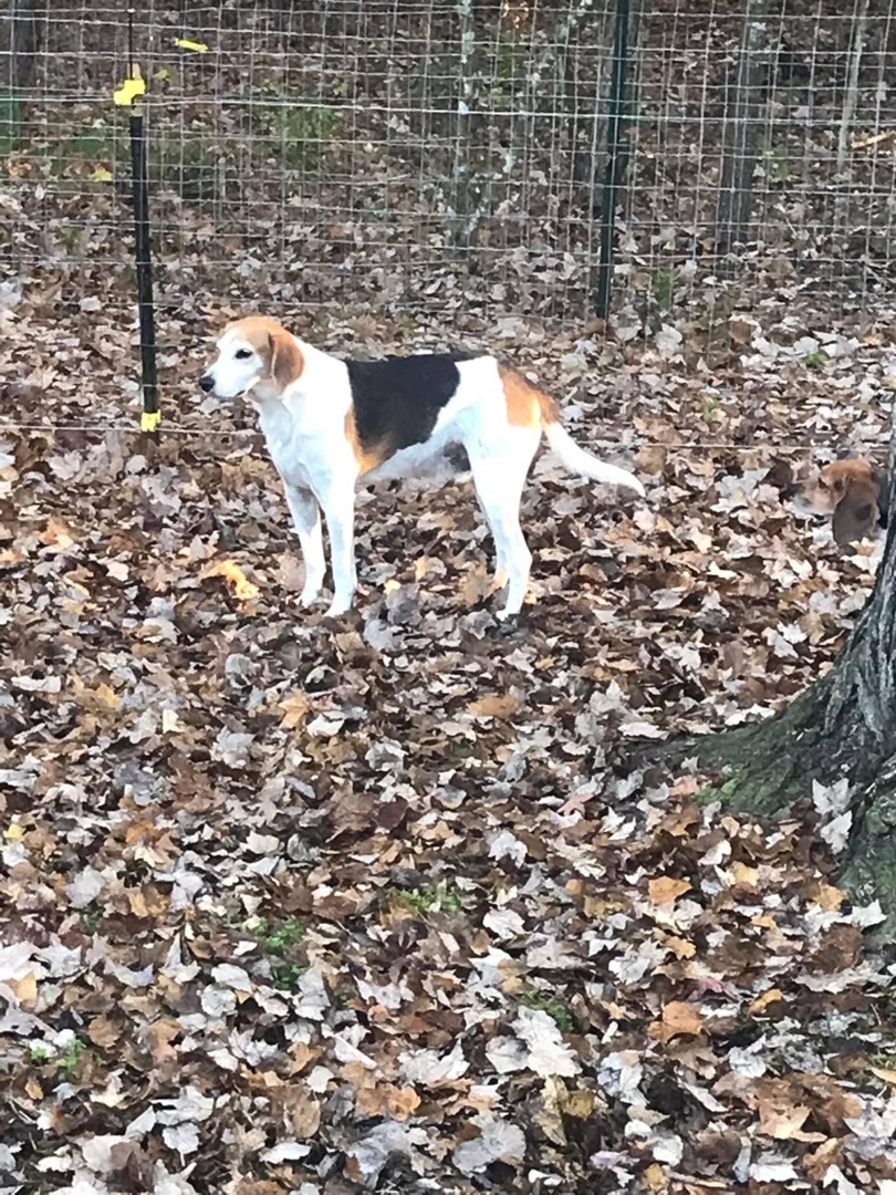 Biscuit, an adoptable Treeing Walker Coonhound in Grandy, NC, 27939 | Photo Image 2