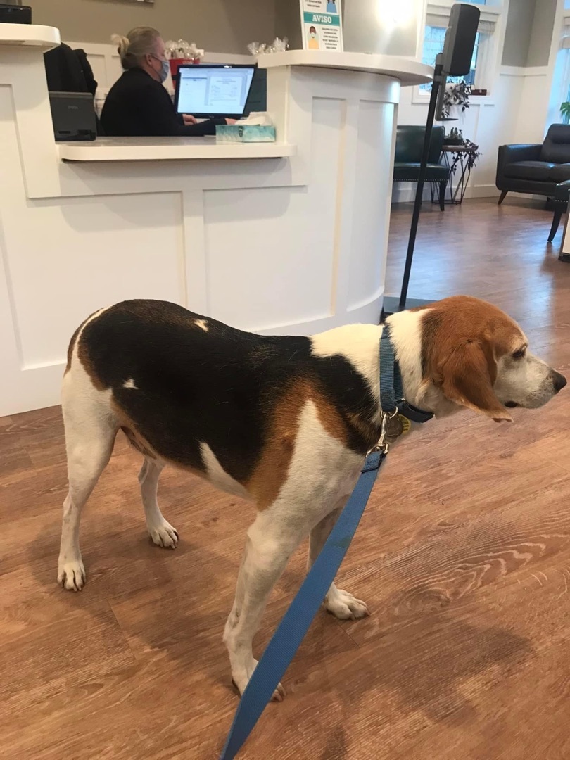 Biscuit, an adoptable Treeing Walker Coonhound in Grandy, NC, 27939 | Photo Image 3