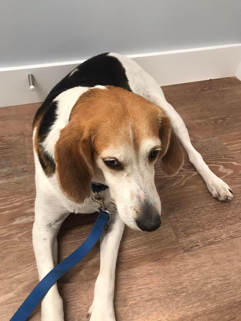 Biscuit, an adoptable Treeing Walker Coonhound in Grandy, NC, 27939 | Photo Image 4