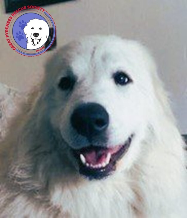 Divinity, an adoptable Great Pyrenees in Lacey, WA, 98503 | Photo Image 1