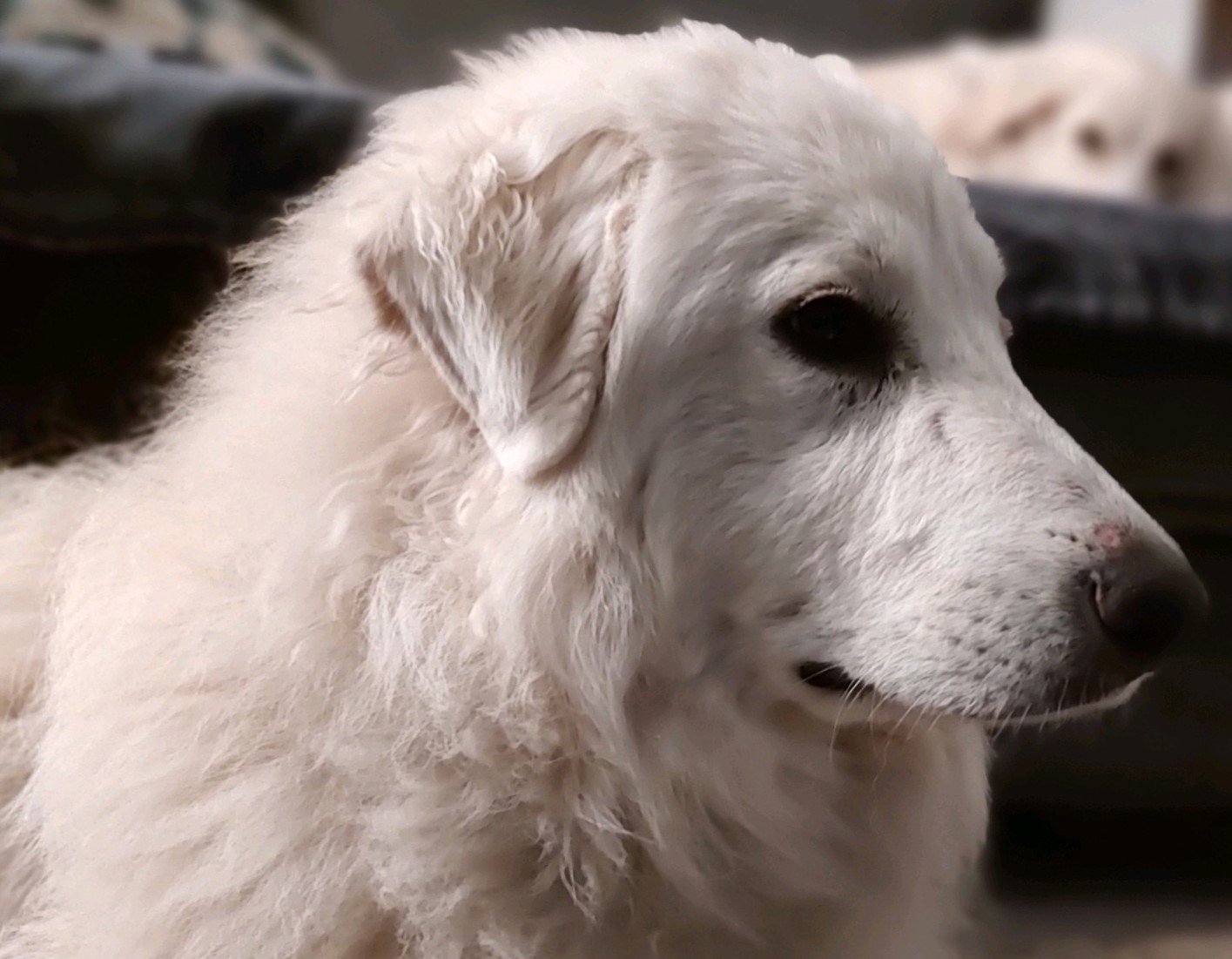 Divinity, an adoptable Great Pyrenees in Lacey, WA, 98503 | Photo Image 3