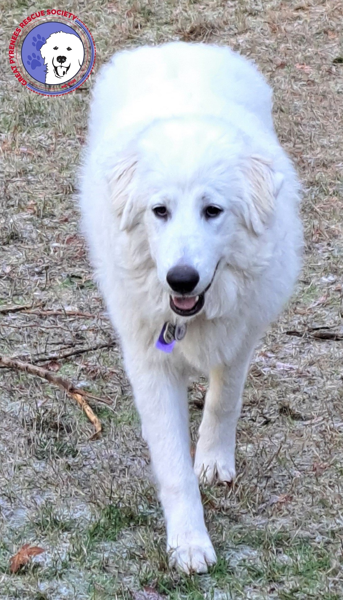 Divinity, an adoptable Great Pyrenees in Lacey, WA, 98503 | Photo Image 4