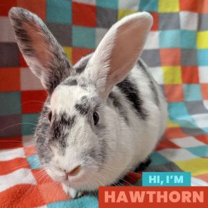 Hawthorn