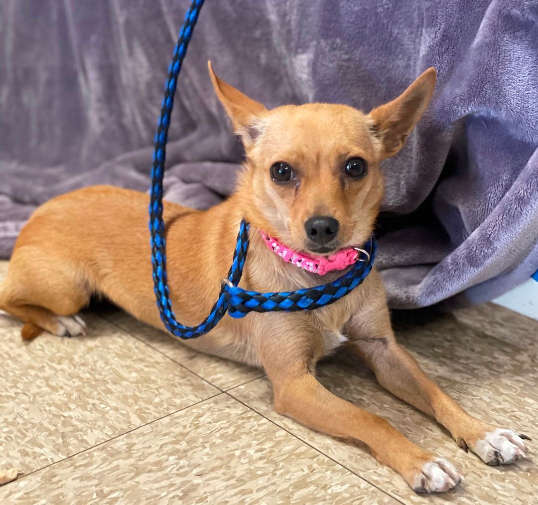 Dog for adoption Lucy, a Chihuahua in Lodi, CA Petfinder