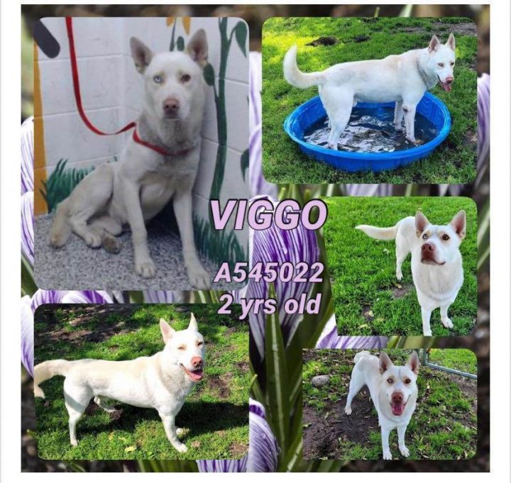 Viggo, an adoptable Terrier in Burnaby, BC_image-2