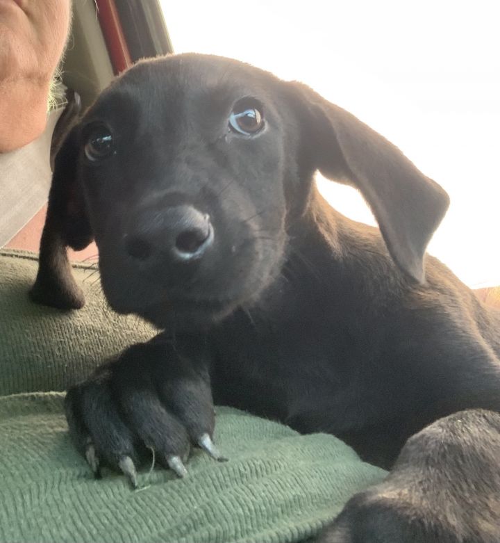 Rollo, an adoptable Labrador Retriever in Beeville, TX_image-3