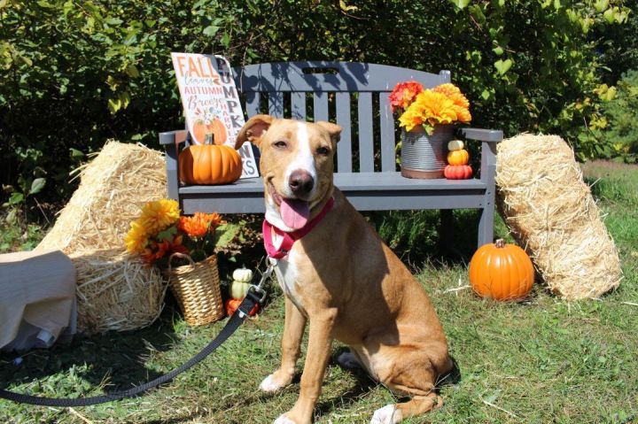 Macey *HERE IN NH*, an adoptable Mixed Breed in Northwood, NH_image-1