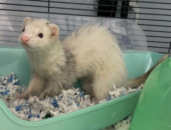 how much do ferrets cost near me