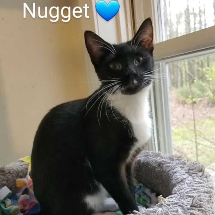 Nugget , an adoptable Tuxedo & Domestic Short Hair Mix in Peachtree City, GA_image-4