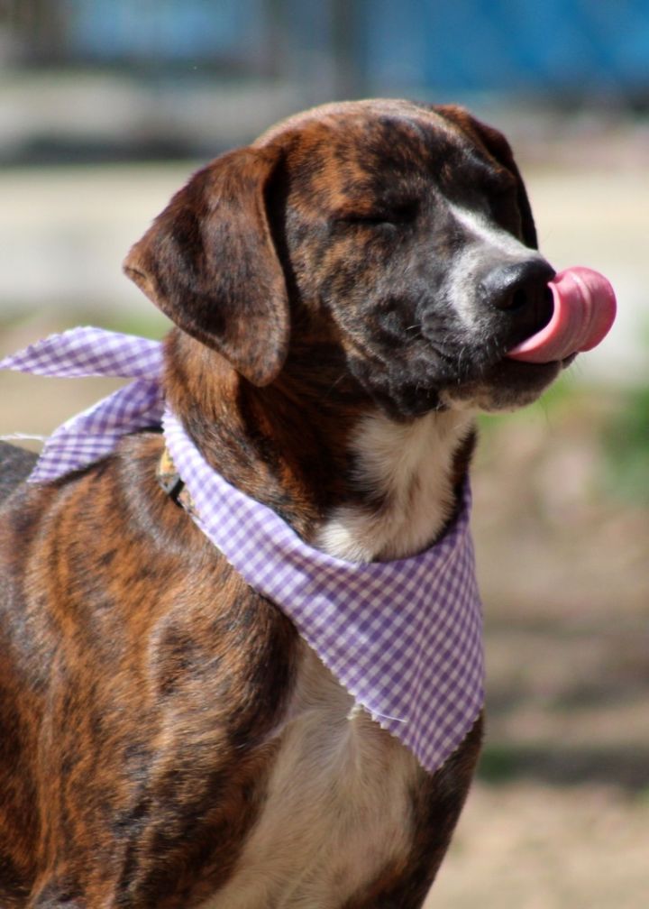 Sable (WWE Litter) 4