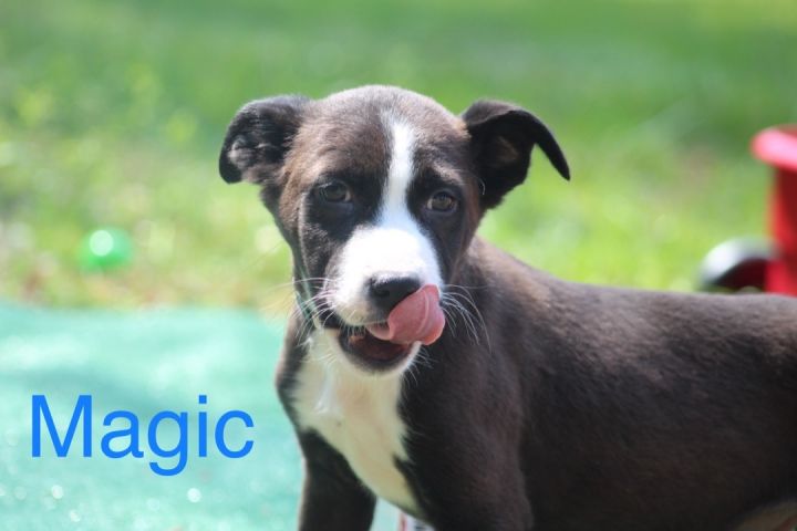 Magic (Karmas Litter ), an adoptable Labrador Retriever & American Bulldog Mix in Chelsea, AL_image-1