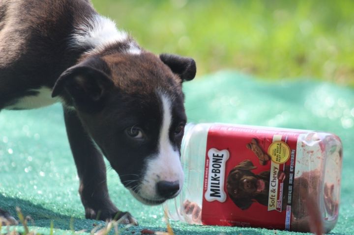 Magic (Karmas Litter ), an adoptable Labrador Retriever & American Bulldog Mix in Chelsea, AL_image-2
