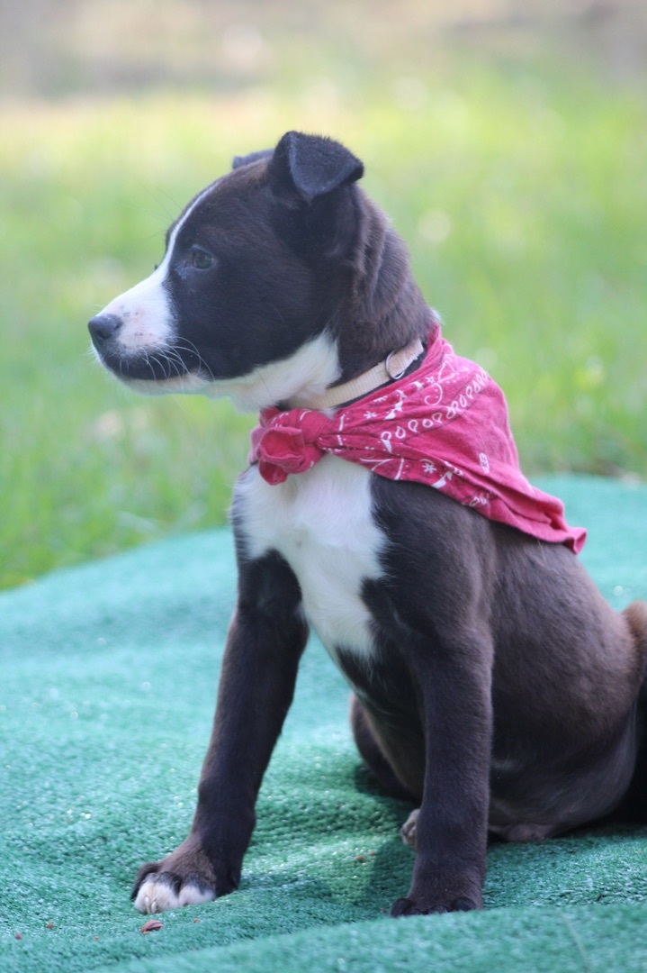 Magic (Karmas Litter ) 3