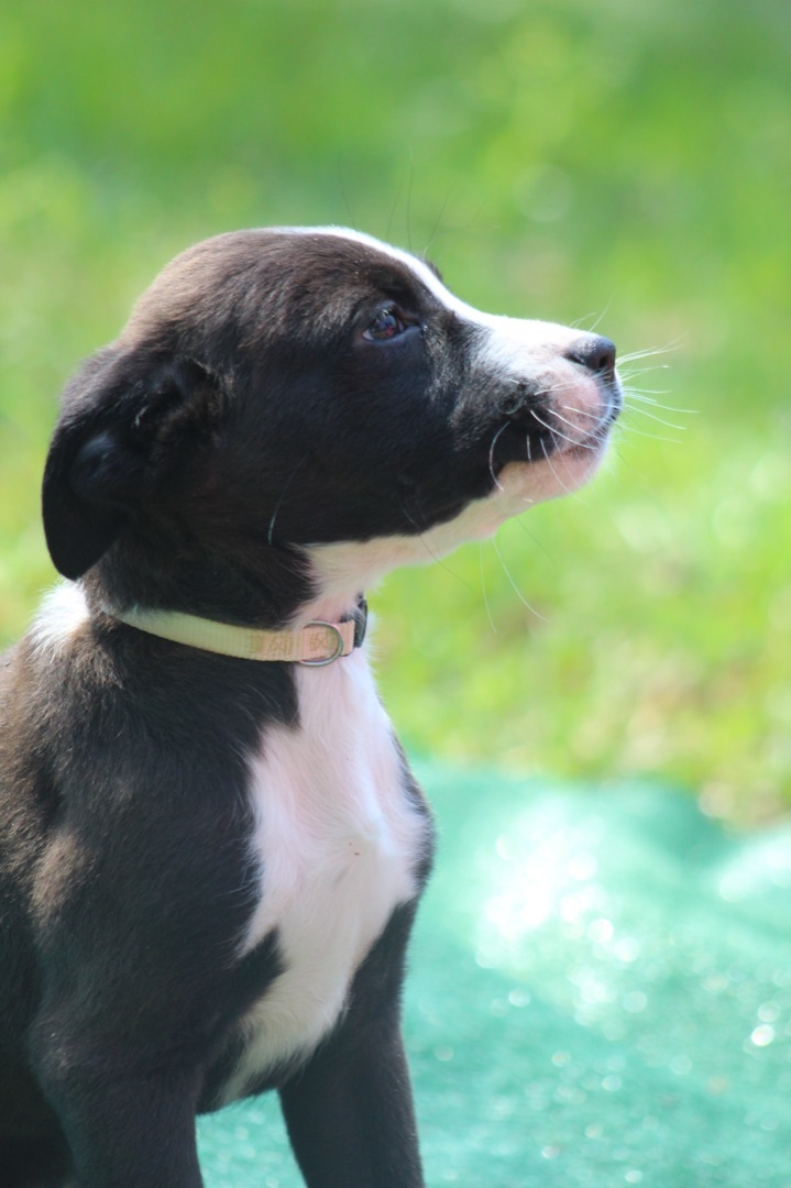Magic (Karmas Litter ), an adoptable Labrador Retriever & American Bulldog Mix in Chelsea, AL_image-5