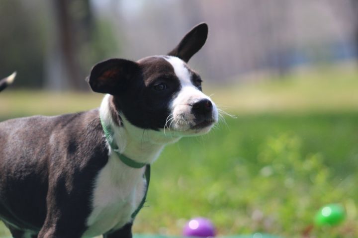 Kismet (Karmas Litter) 5