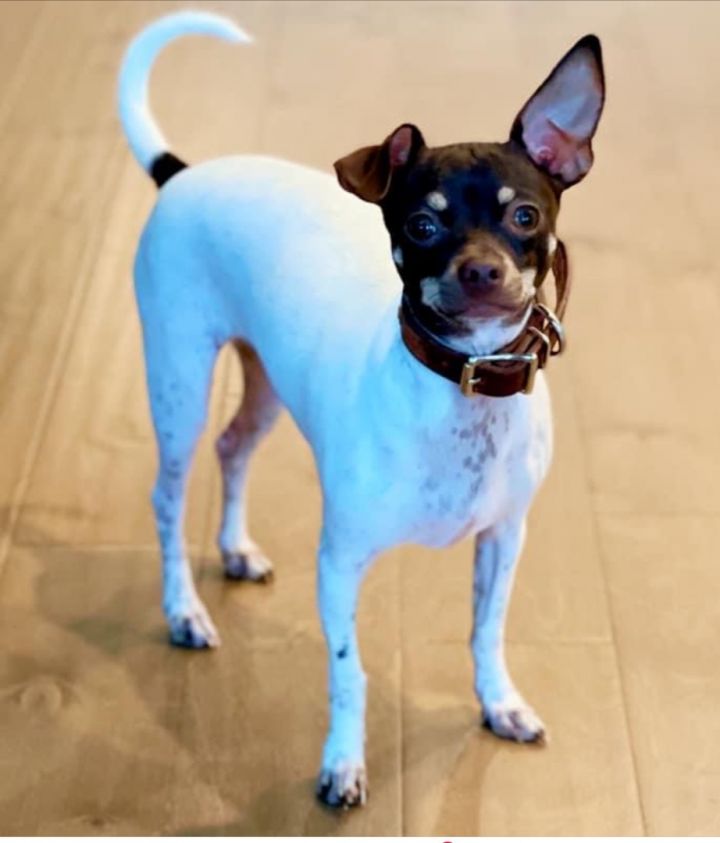 Teddy, an adoptable Chihuahua & Terrier Mix in Little Elm, TX_image-1