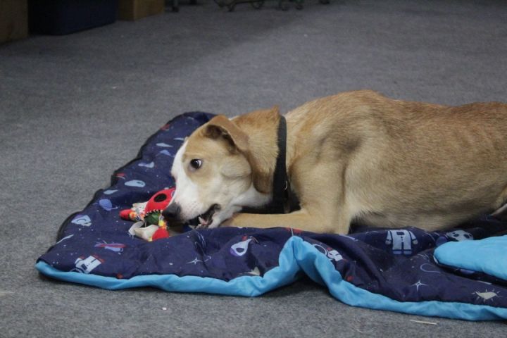 Aurora Grace, an adoptable Labrador Retriever & Hound Mix in Chelsea, AL_image-3