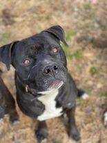 Deitz, an adoptable American Bulldog, Boxer in Lewistown, PA, 17044 | Photo Image 1