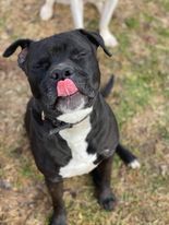 Deitz, an adoptable American Bulldog, Boxer in Lewistown, PA, 17044 | Photo Image 2