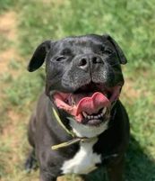 Deitz, an adoptable American Bulldog, Boxer in Lewistown, PA, 17044 | Photo Image 3