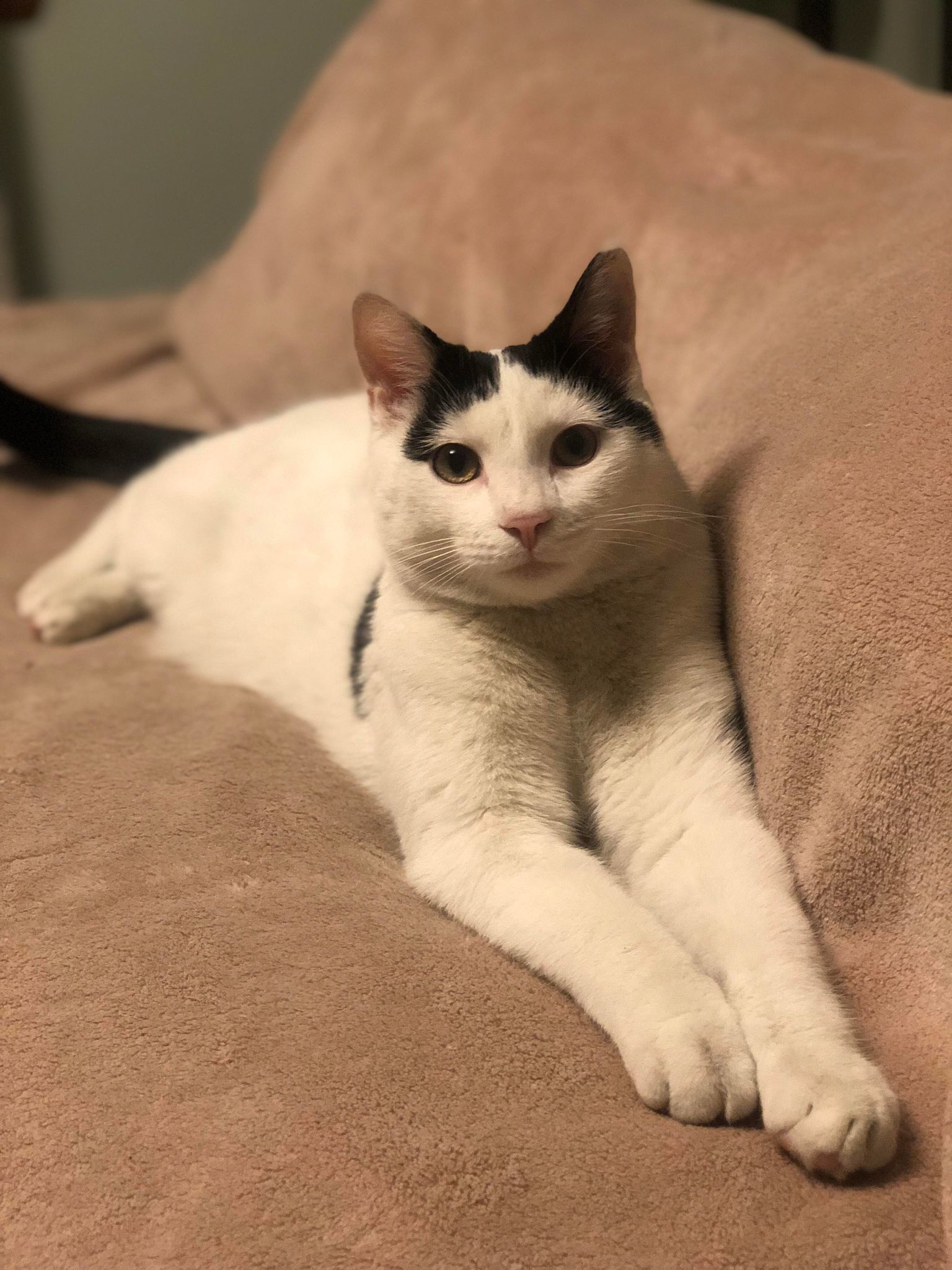 Oscar