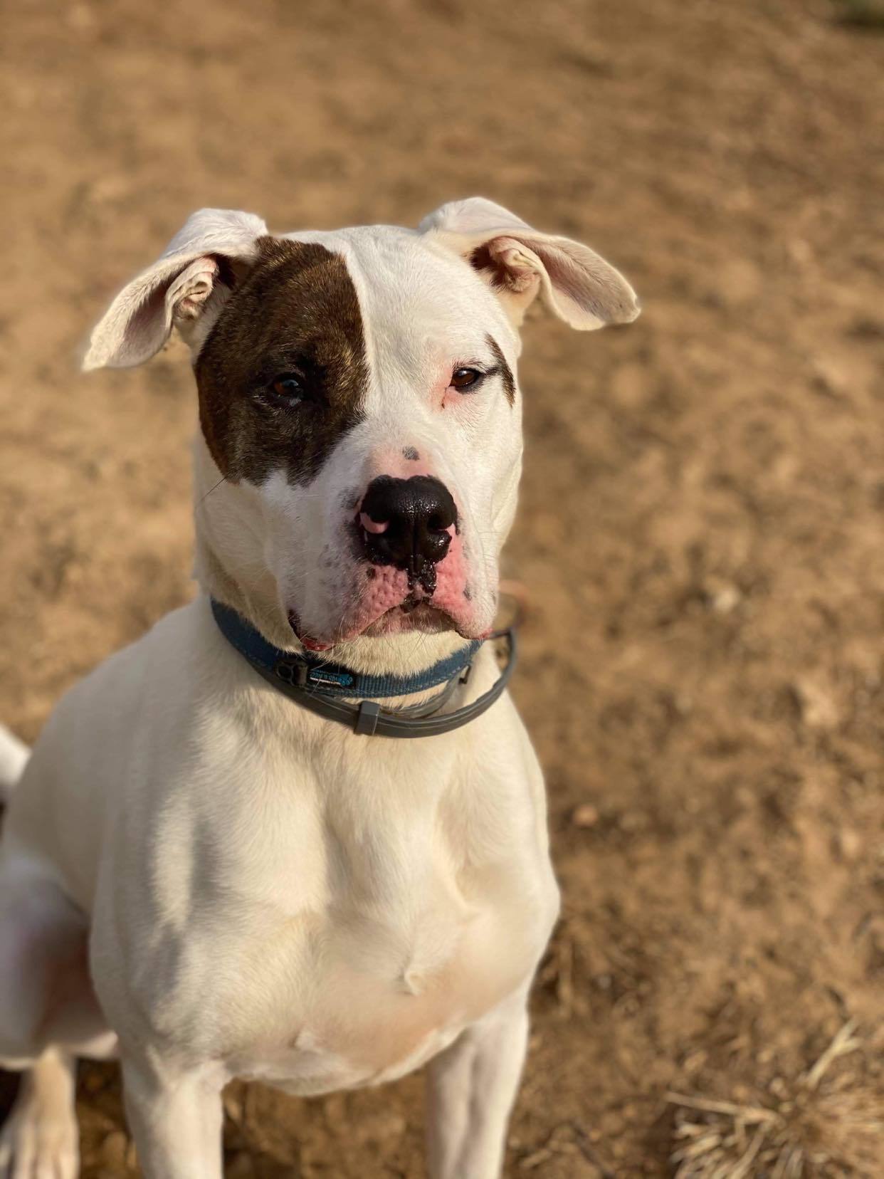 Rex, an adoptable Husky, Pit Bull Terrier in Lewistown, PA, 17044 | Photo Image 1