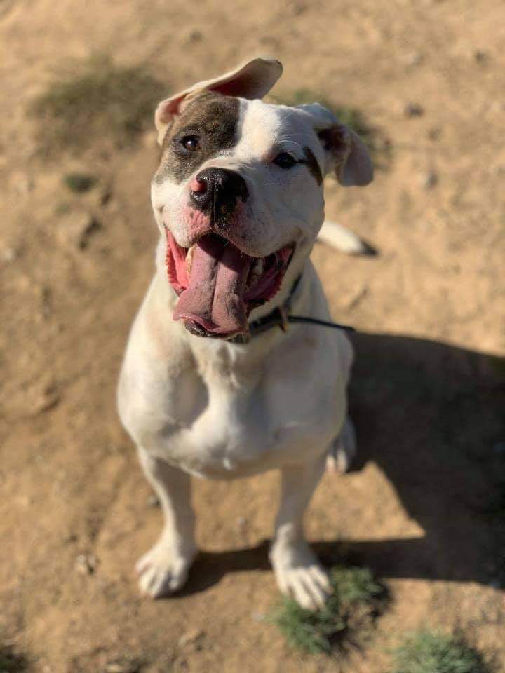 Rex, an adoptable Husky, Pit Bull Terrier in Lewistown, PA, 17044 | Photo Image 2