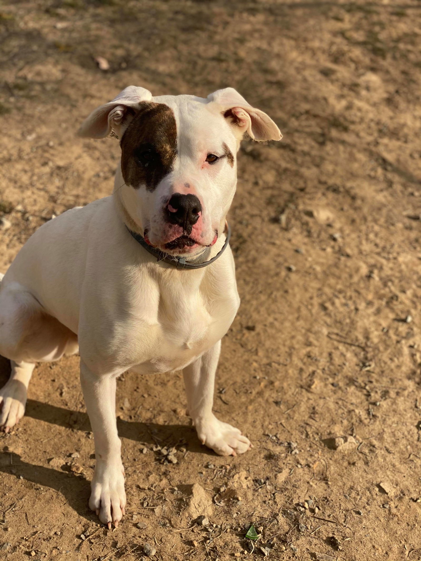 Rex, an adoptable Husky, Pit Bull Terrier in Lewistown, PA, 17044 | Photo Image 3