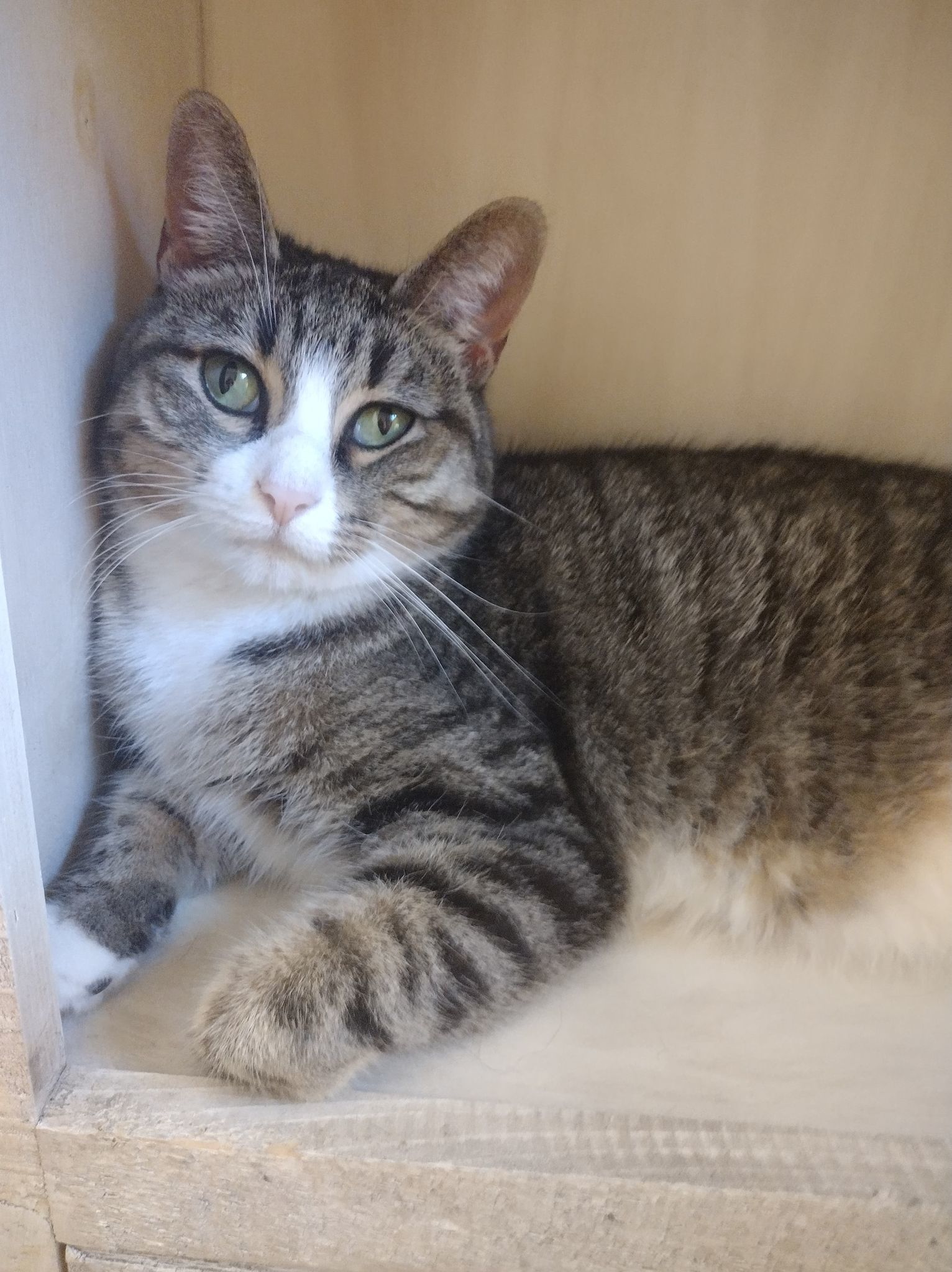 Skyy, an adoptable Domestic Short Hair in Lewistown, PA, 17044 | Photo Image 1