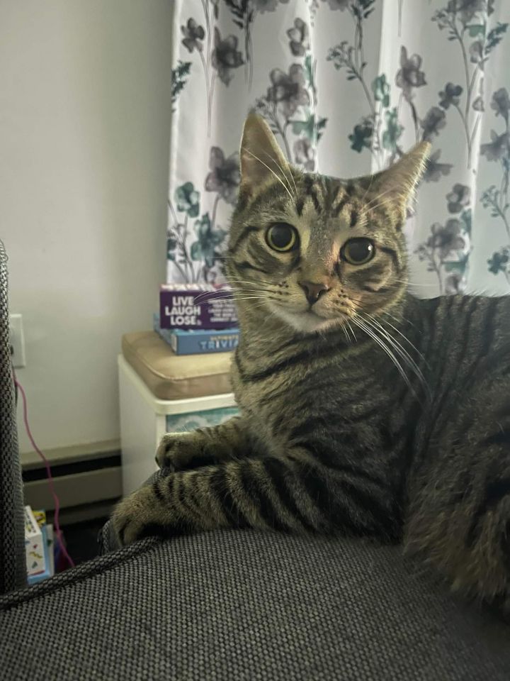 Theodore, an adoptable Domestic Short Hair Mix in Lewistown, PA_image-1