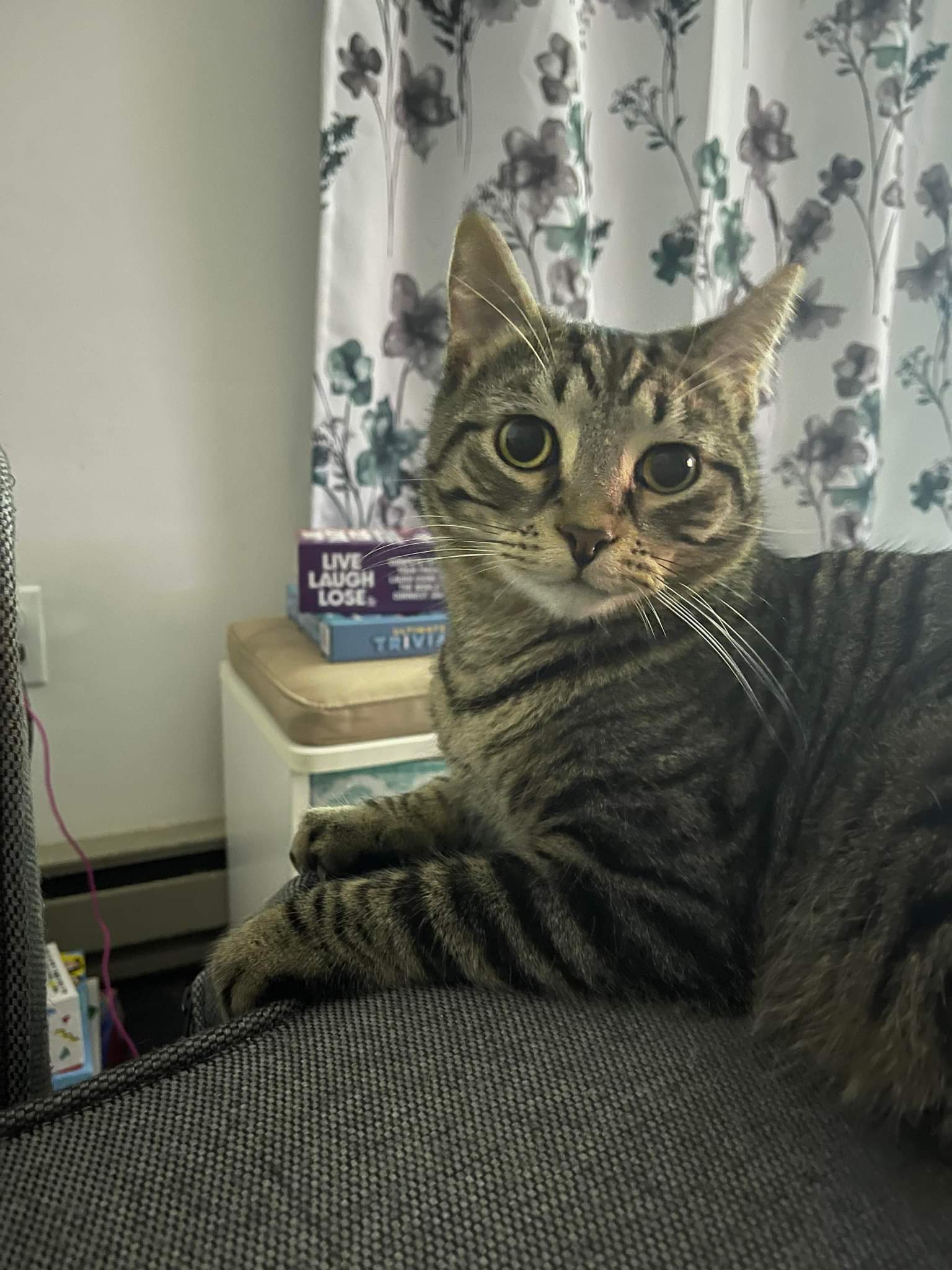 Theodore, an adoptable Domestic Short Hair in Lewistown, PA, 17044 | Photo Image 1