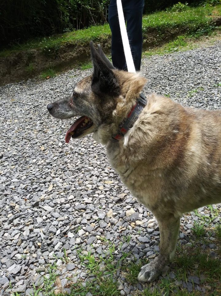 Chance, an adoptable German Shepherd Dog in Lewistown, PA_image-2