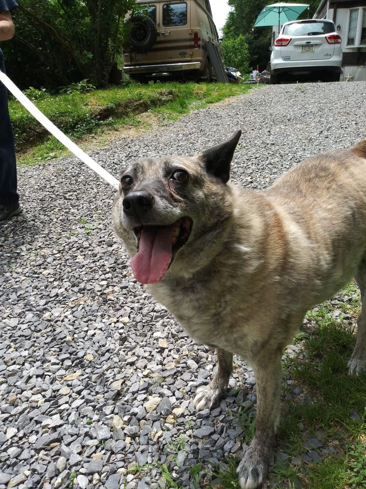 Chance, an adoptable German Shepherd Dog in Lewistown, PA_image-3