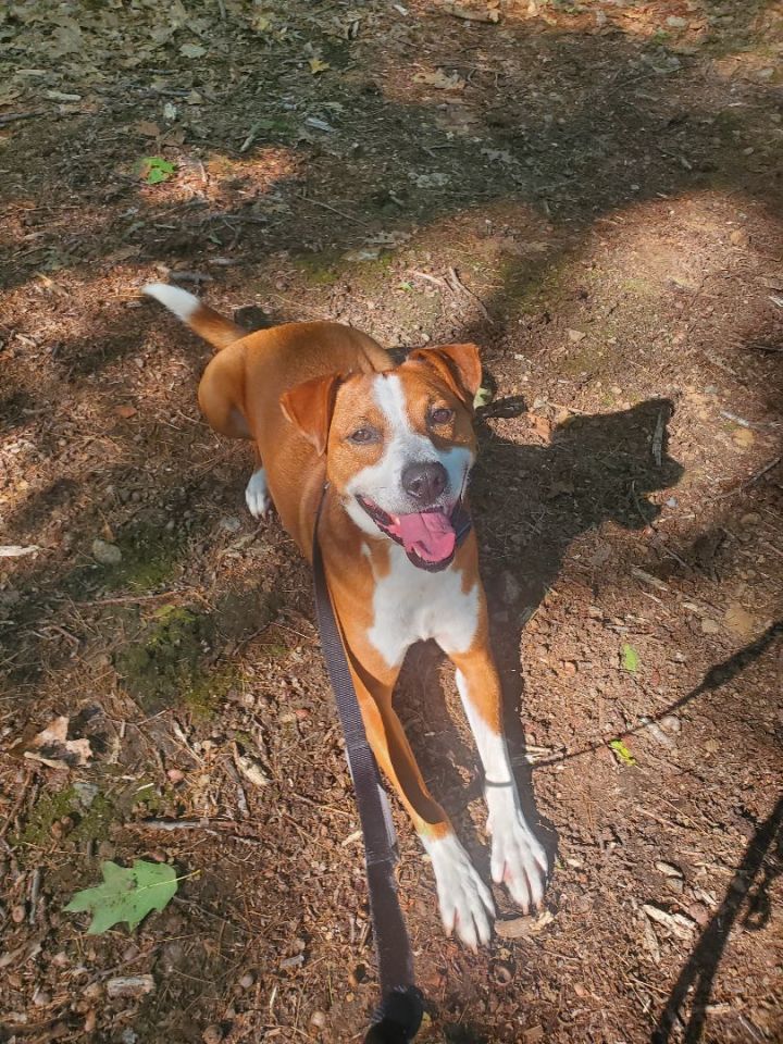 Blitz, an adoptable Hound & Boxer Mix in Bellingham, MA_image-5