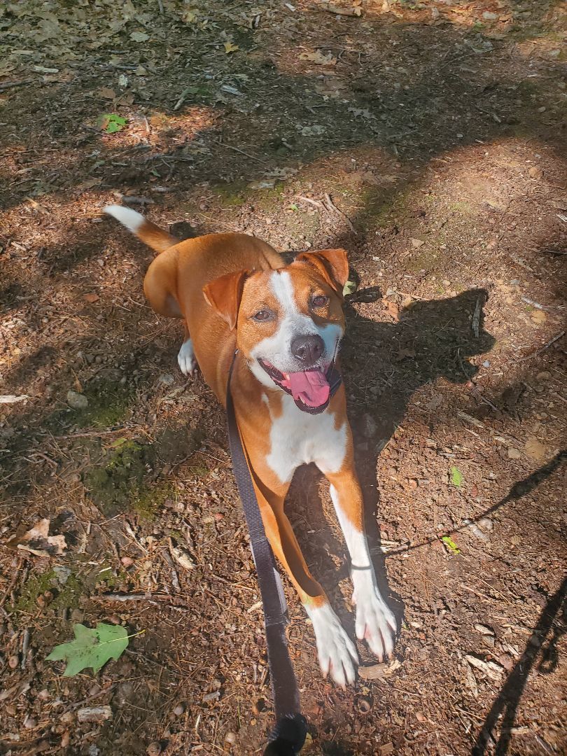 Blitz, an adoptable Hound, Boxer in Bellingham, MA, 02019 | Photo Image 5