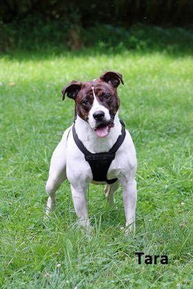 Tara, an adoptable Pit Bull Terrier Mix in Elkins, WV_image-1