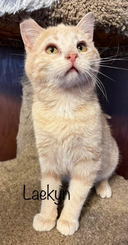 Laekyn, an adoptable Domestic Short Hair in Cedar Rapids, IA, 52405 | Photo Image 1