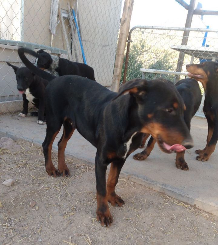 australian shepherd doberman mix puppies