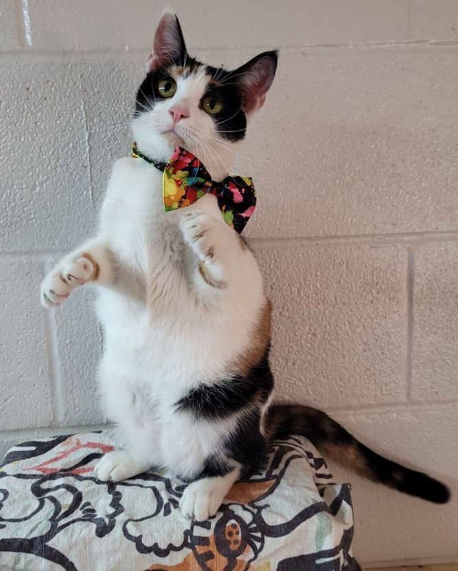 Calico