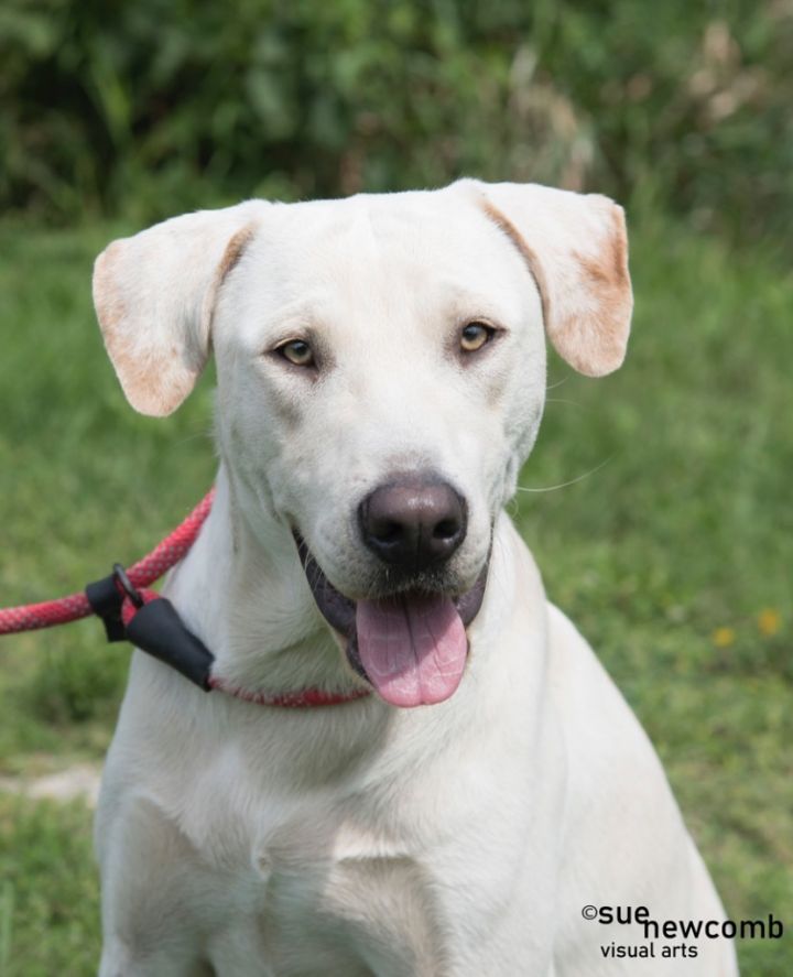 Chandler, an adoptable Labrador Retriever & Yellow Labrador Retriever Mix in Shorewood, IL_image-1