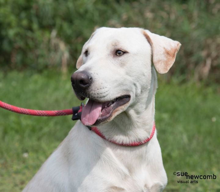 Chandler, an adoptable Labrador Retriever & Yellow Labrador Retriever Mix in Shorewood, IL_image-2