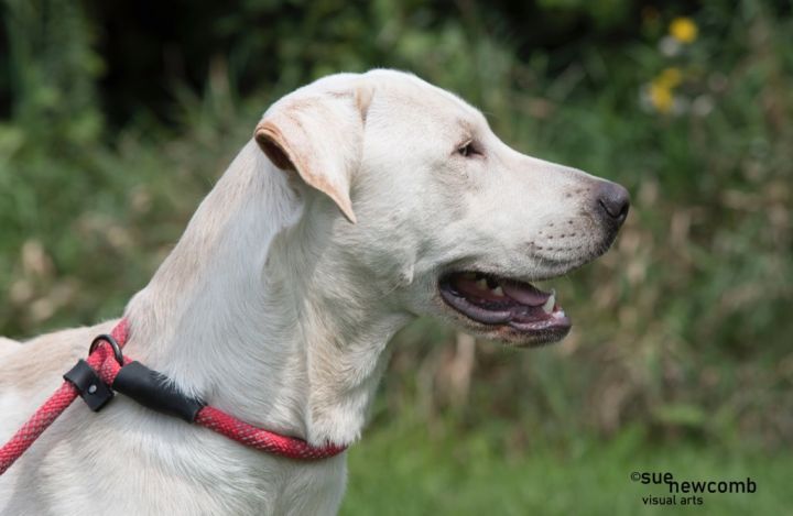 Chandler, an adoptable Labrador Retriever & Yellow Labrador Retriever Mix in Shorewood, IL_image-3