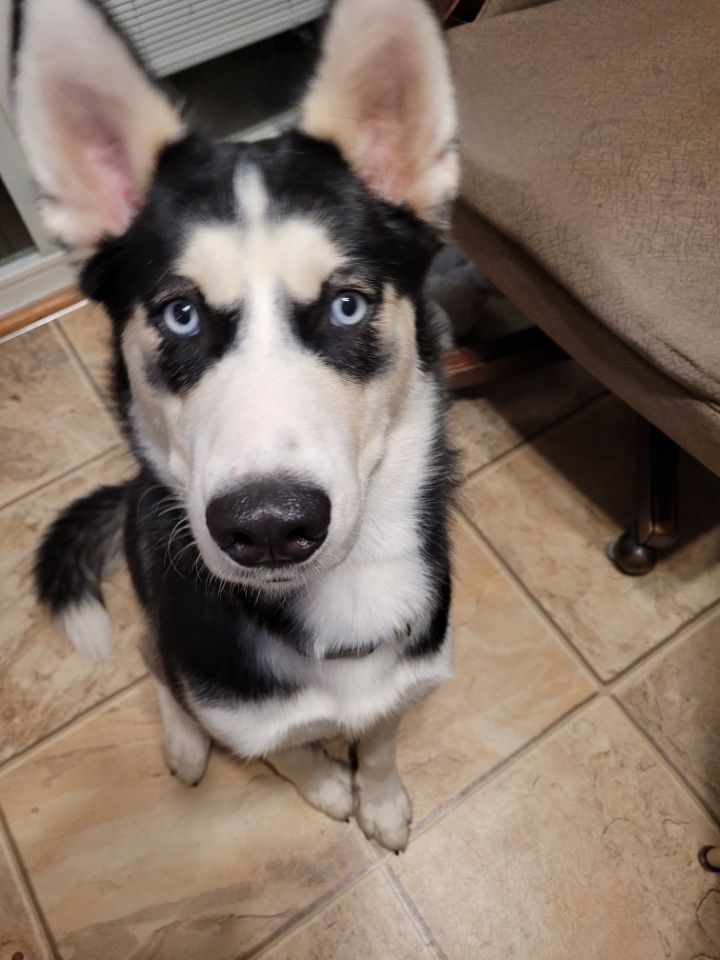 Sasha , an adoptable Husky Mix in Omaha, NE_image-4