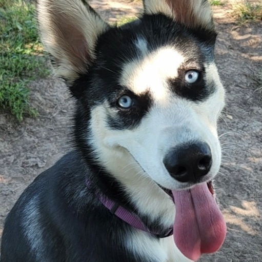 Sasha , an adoptable Husky Mix in Omaha, NE_image-1