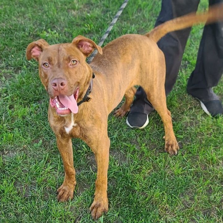 Caesar - $25 “Change Their Luck” adoption fee until March 31, an adoptable Pit Bull Terrier Mix in Waterloo, IA_image-2