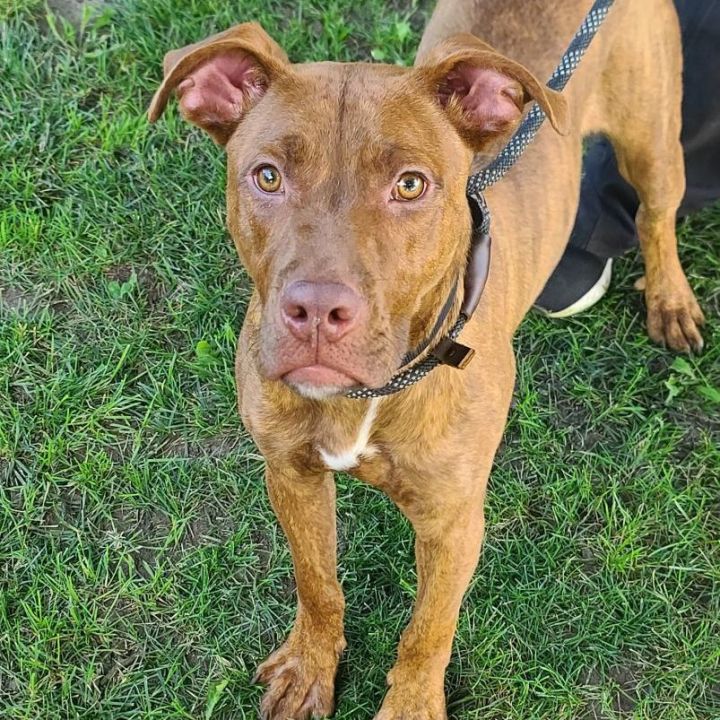 Caesar - $25 “Change Their Luck” adoption fee until March 31 4