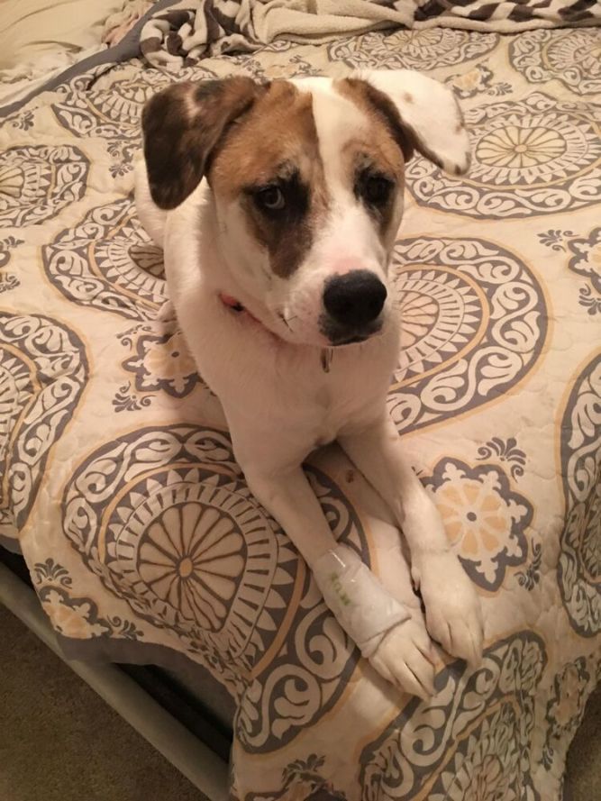 Piper (Bonded to Goose)
