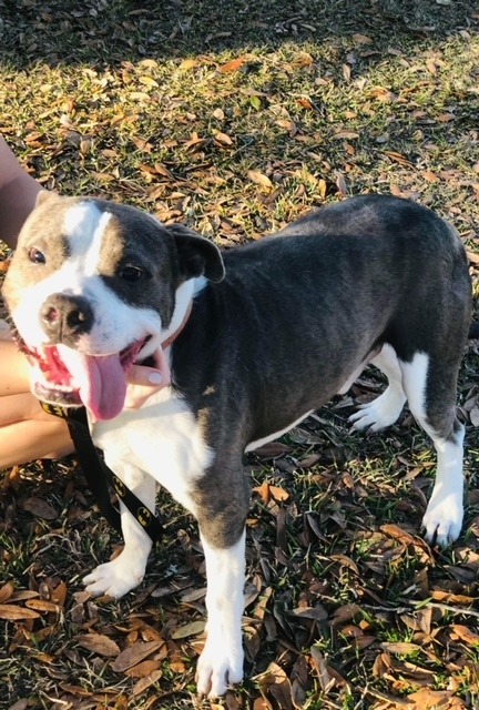 Chester, an adoptable Pit Bull Terrier, Mixed Breed in Waynesville, GA, 31566 | Photo Image 1