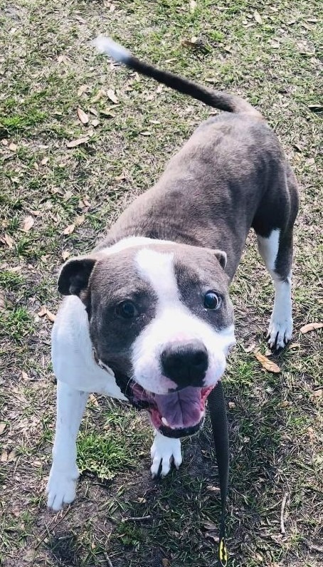 Chester, an adoptable Pit Bull Terrier, Mixed Breed in Waynesville, GA, 31566 | Photo Image 2