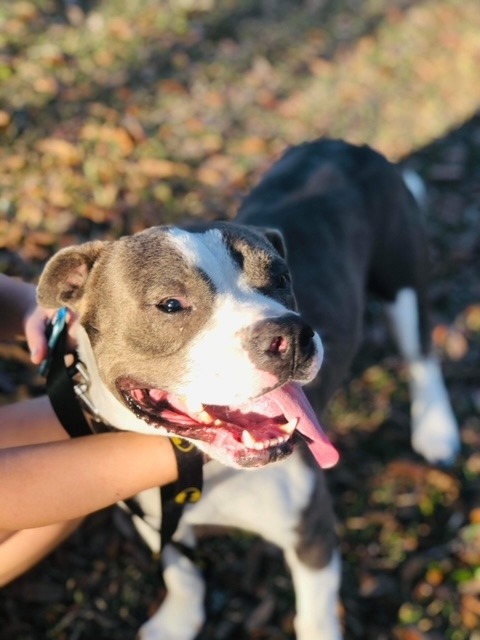 Chester, an adoptable Pit Bull Terrier, Mixed Breed in Waynesville, GA, 31566 | Photo Image 3